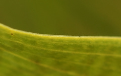 Dactylorhiza praetermissa