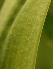 Dactylorhiza praetermissa