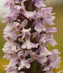 Dactylorhiza praetermissa