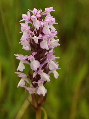 Dactylorhiza praetermissa