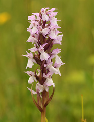 Dactylorhiza praetermissa