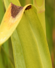 Dactylorhiza praetermissa