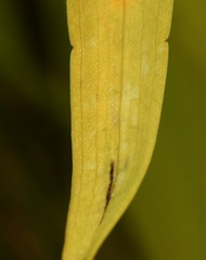 Dactylorhiza praetermissa