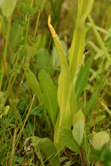 Dactylorhiza praetermissa