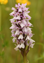 Dactylorhiza praetermissa