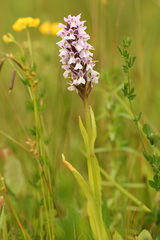 Dactylorhiza praetermissa