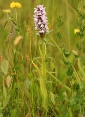 Dactylorhiza praetermissa