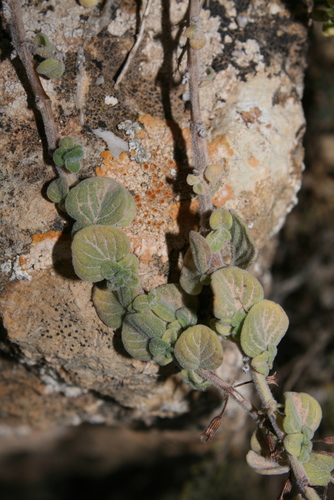 Clinopodium brevifolium image