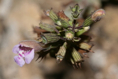 Clinopodium brevifolium image