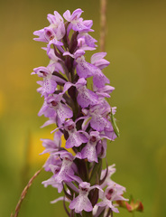 Dactylorhiza praetermissa
