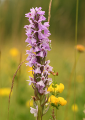 Dactylorhiza praetermissa
