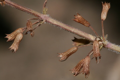 Image of Clinopodium brevifolium