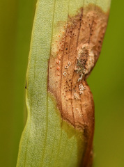 Dactylorhiza praetermissa
