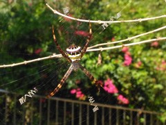 Argiope aetheroides