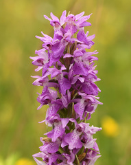 Dactylorhiza praetermissa