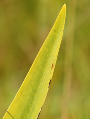 Dactylorhiza praetermissa