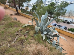 Agave beauleriana
