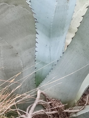 Agave beauleriana