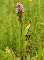 Dactylorhiza praetermissa