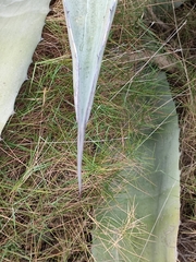Agave beauleriana