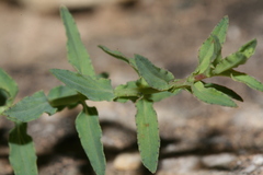 Hypericum triquetrifolium