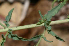 Hypericum triquetrifolium