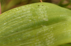 Dactylorhiza praetermissa