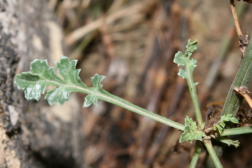 Scrophularia canina subsp. canina image