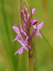 Dactylorhiza × grandis