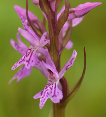 Dactylorhiza × grandis