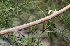 Asparagus acutifolius image