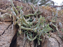 Baculellum articulatum