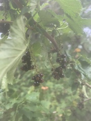 Ribes magellanicum