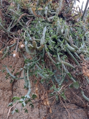 Baculellum articulatum