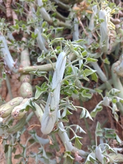 Baculellum articulatum