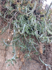 Baculellum articulatum