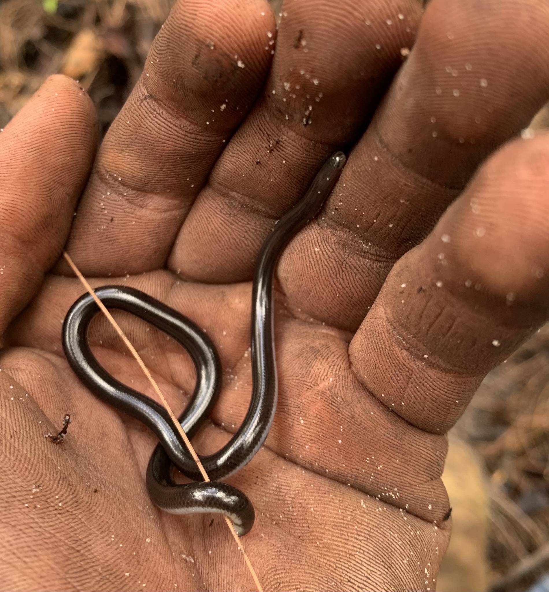 Great Sandy Blind Snake