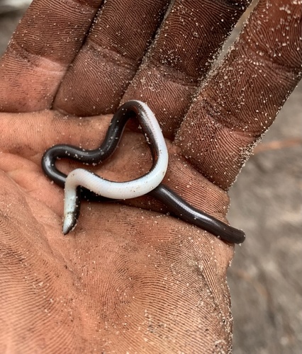 Photo of a Sylvia's Blind Snake (Anilios silvia)