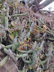 Baculellum articulatum