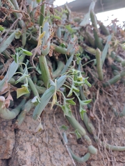 Baculellum articulatum