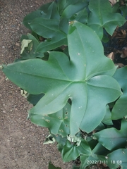 Calciphilopteris ludens