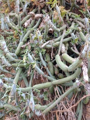 Baculellum articulatum