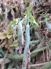 Baculellum articulatum