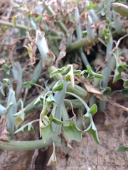Baculellum articulatum