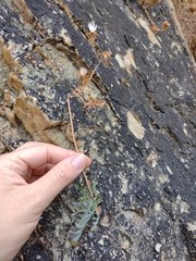 Baculellum articulatum