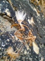 Baculellum articulatum