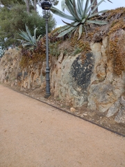 Baculellum articulatum