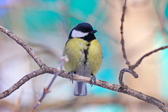 Parus major