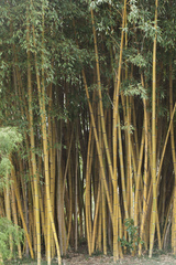 Phyllostachys sulphurea