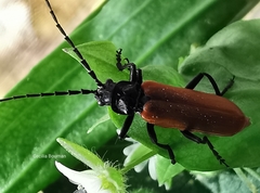 Cantharis palliata